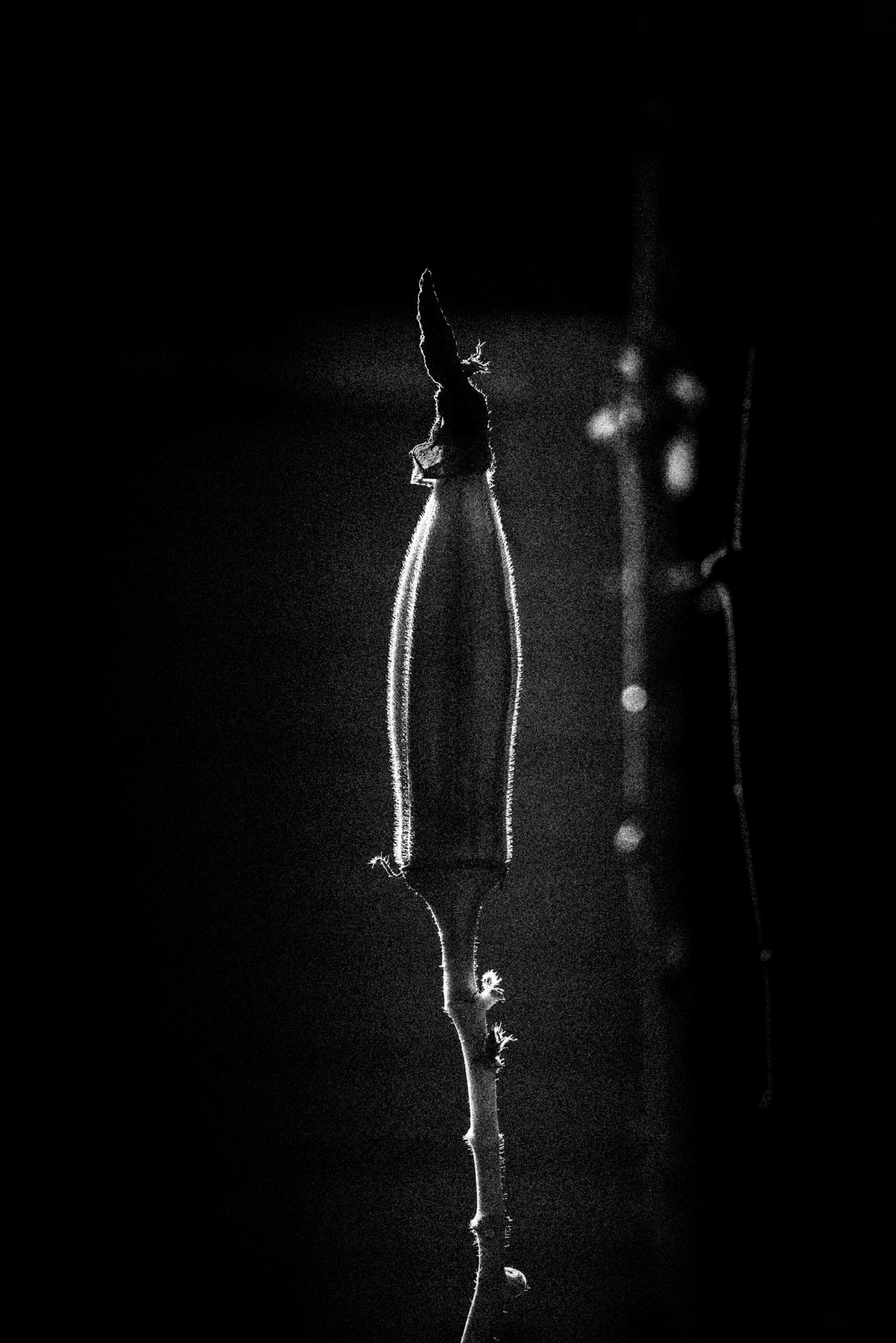 Bodhisattva in my okra garden.